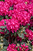 Rhododendron 'Raphael'