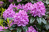 Rhododendron, purple