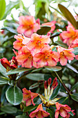 Rhododendron yakushimanum 'Feuer und Flamme'