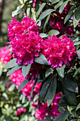 Rhododendron Bibber