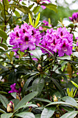 Rhododendron Rubescens