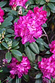 Rhododendron 'Valkyrie'®