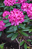 Rhododendron Grandezza