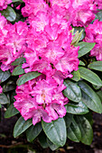 Rhododendron 'Hachmann's Karianne' (Hachmann's Karianne)