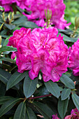 Rhododendron 'Lohse's Schöne' (Lohse's Beauty)
