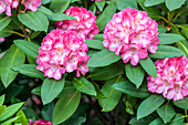 Rhododendron yakushimanum 'Tausendschön' (Daisy Beauty)