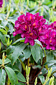 Rhododendron 'Cetewayo' molle