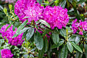 Rhododendron 'Lilofee