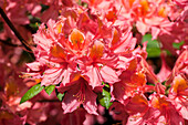 Rhododendron rustica 'Gloire de Belgique'