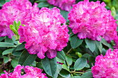 Rhododendron 'Germania'®