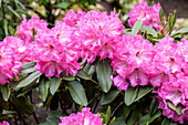 Rhododendron 'Parker's Pink