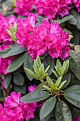 Rhododendron 'Roseum Novum'