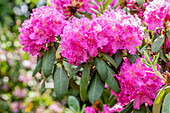 Rhododendron 'Desiderius