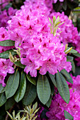 Rhododendron 'Daisy'