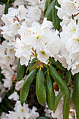 Rhododendron catawbiense Album