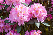 Rhododendron 'Christian Schröder'