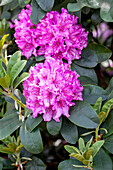 Rhododendron