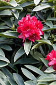 Rhododendron 'El Alamein