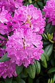 Rhododendron 'Catawbiense Boursault'