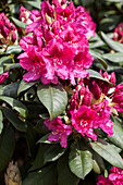 Rhododendron General D. Eisenhower