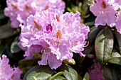 Rhododendron 'Humboldt