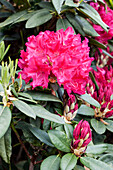 Rhododendron 'General D. Eisenhower' (English)