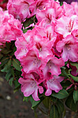 Rhododendron Charis