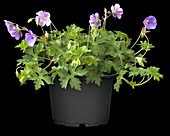 Geranium 'Rozanne'®