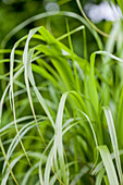 Calamagrostis brachytricha