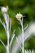 Helichrysum italicum 'Tall'