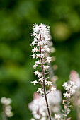 Tiarella laciniata Spring Symphony