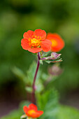 Geum coccineum 'Koi