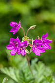 Erodium x hybridum