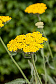 Achillea filipendulina Coronation Gold