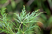 Acer palmatum 'Dissectum'