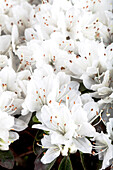 Rhododendron obtusum 'Diamant Weiß'®