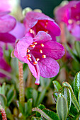 Rhododendron campylogynum var. myrtilloides