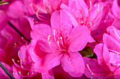 Rhododendron obtusum 'Rosalind