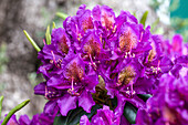 Rhododendron 'Marcel Menard