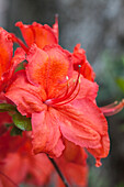 Rhododendron luteum 'Feuerwerk'