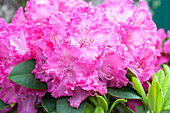 Rhododendron 'Germania'®