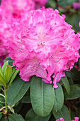 Rhododendron 'Germania'®