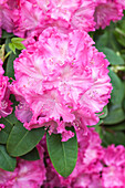 Rhododendron 'Germania'®