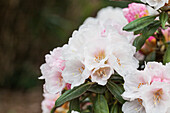 Rhododendron yakushimanum 'Koichiro Wada