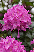 Rhododendron