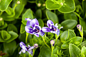 Lindernia grandiflora