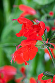 Salvia coccinea