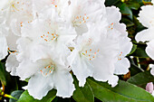 Rhododendron yakushimanum 'Schneekrone' (Snowcrown)