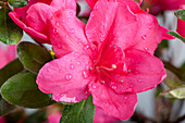 Rhododendron simsii, pink