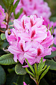Rhododendron 'Furnivall's Daughter'.